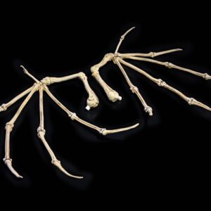 Mythic Legions: All Stars 6 Action Figura Accessorys Bone Wings Four Horsemen Toy Design