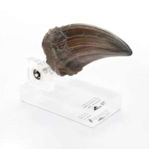 Jurassic Park: Artiglio T-Rex Prop Replica - Ed. Limitata - Elite Creature Collectibles