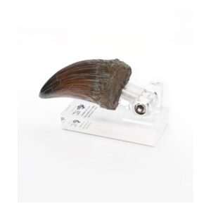 Jurassic Park Statua T-rex Hand Claw 13 Cm Toynami